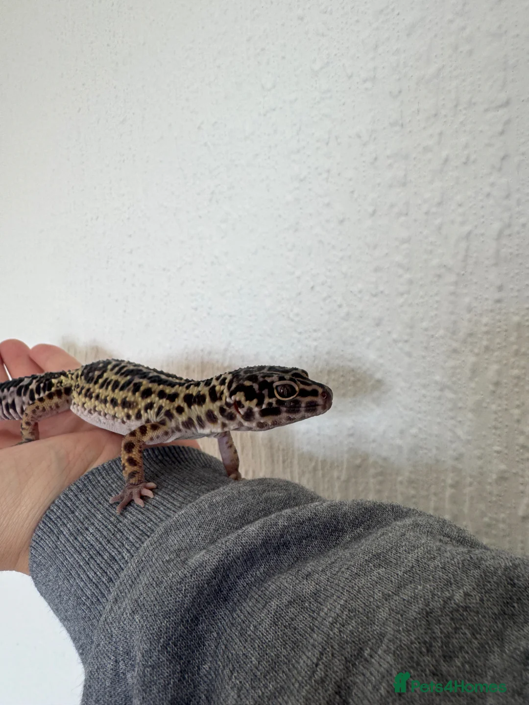 Leopard Gecko reptiles for sale: Mack snow leopard geko and full set up  in Nottingham - Advert 2