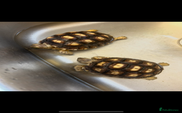 Tortoise reptiles for sale: 2 sulcata tortoises for sale with enclosure  - Image 3