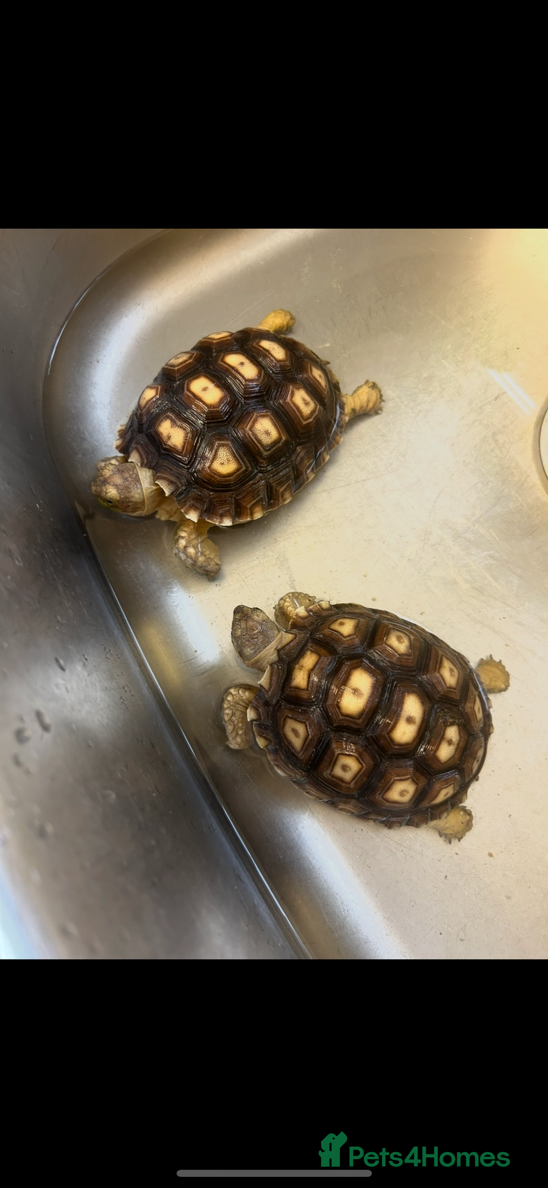 Tortoise reptiles for sale: 2 sulcata tortoises for sale with enclosure  - Image 3
