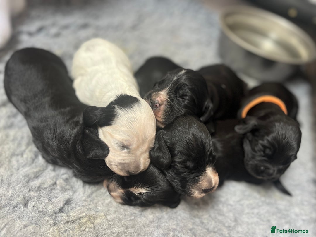 Cocker Spaniel dogs for sale: Beautiful Working Cocker Spaniel Puppies for Sale - Image 25
