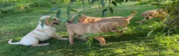 Labrador Retriever dogs for sale: KC Registered Labrador Retriever puppies  - Advert 12