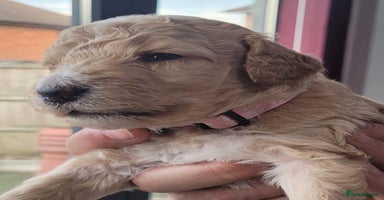 Standard Poodle dogs in Loughborough - Advert 4