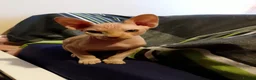 Sphynx cats for sale: 5 Canadian Sphynx kittens for sale - Advert 6