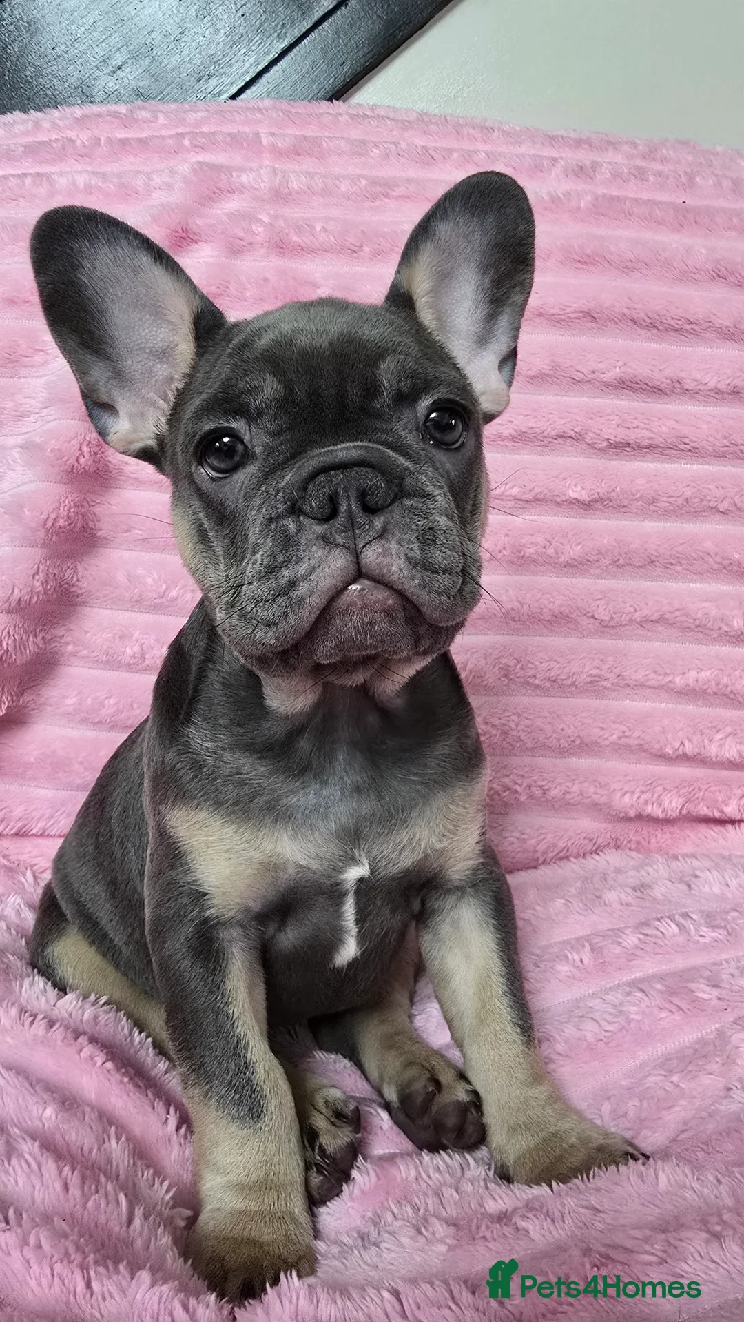 French Bulldog dogs for sale:  french bulldog puppies ( ready now )  - Advert 4