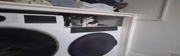 Mixed Breed cats for sale: Forever homes wanted - Advert 6
