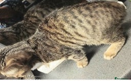 Bengal cats for sale: Mixed Bengal, adorable - Advert 11