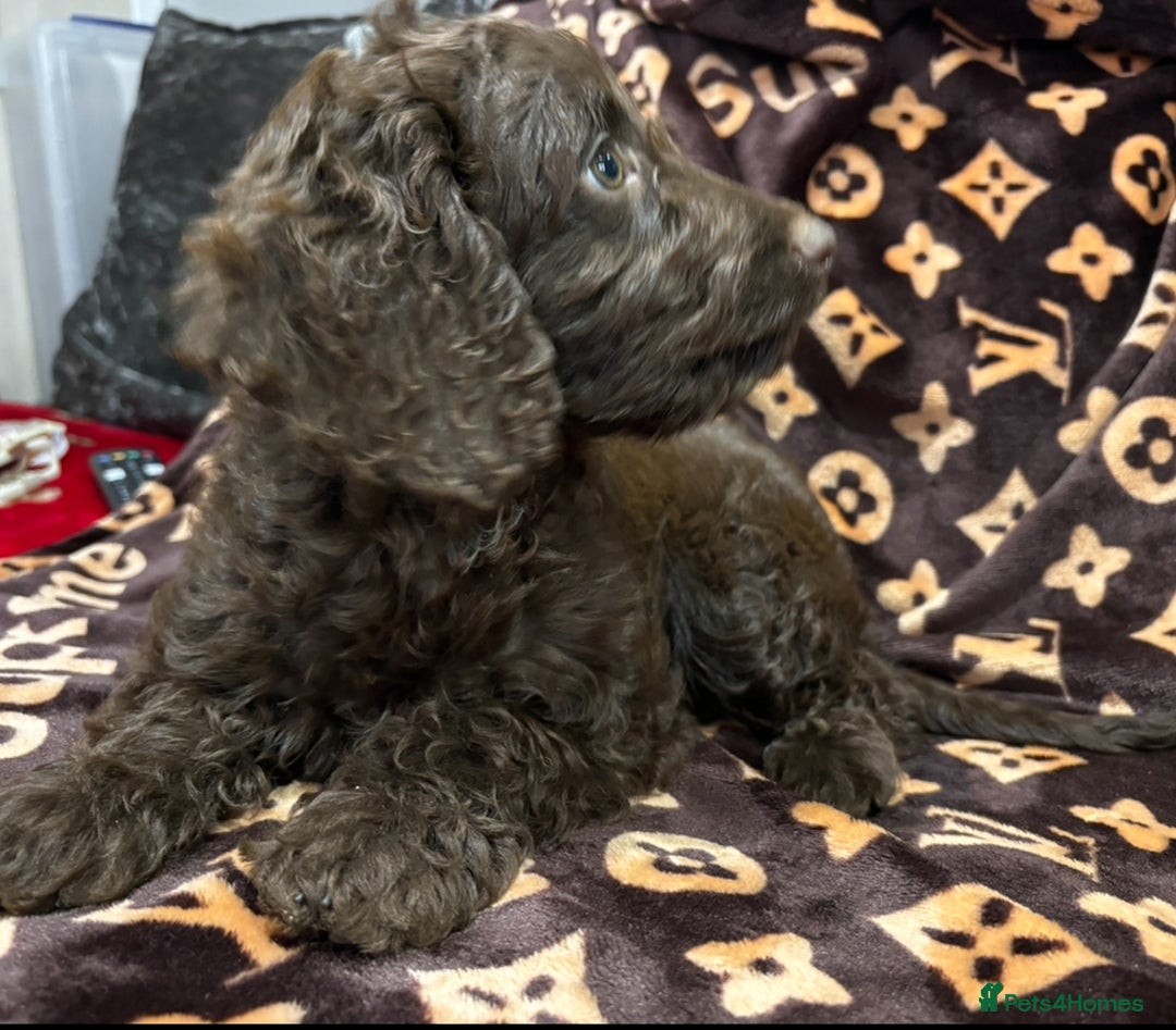 Cockapoo dogs for sale: Gorgeous litter of cockapoo puppies  - Advert 13