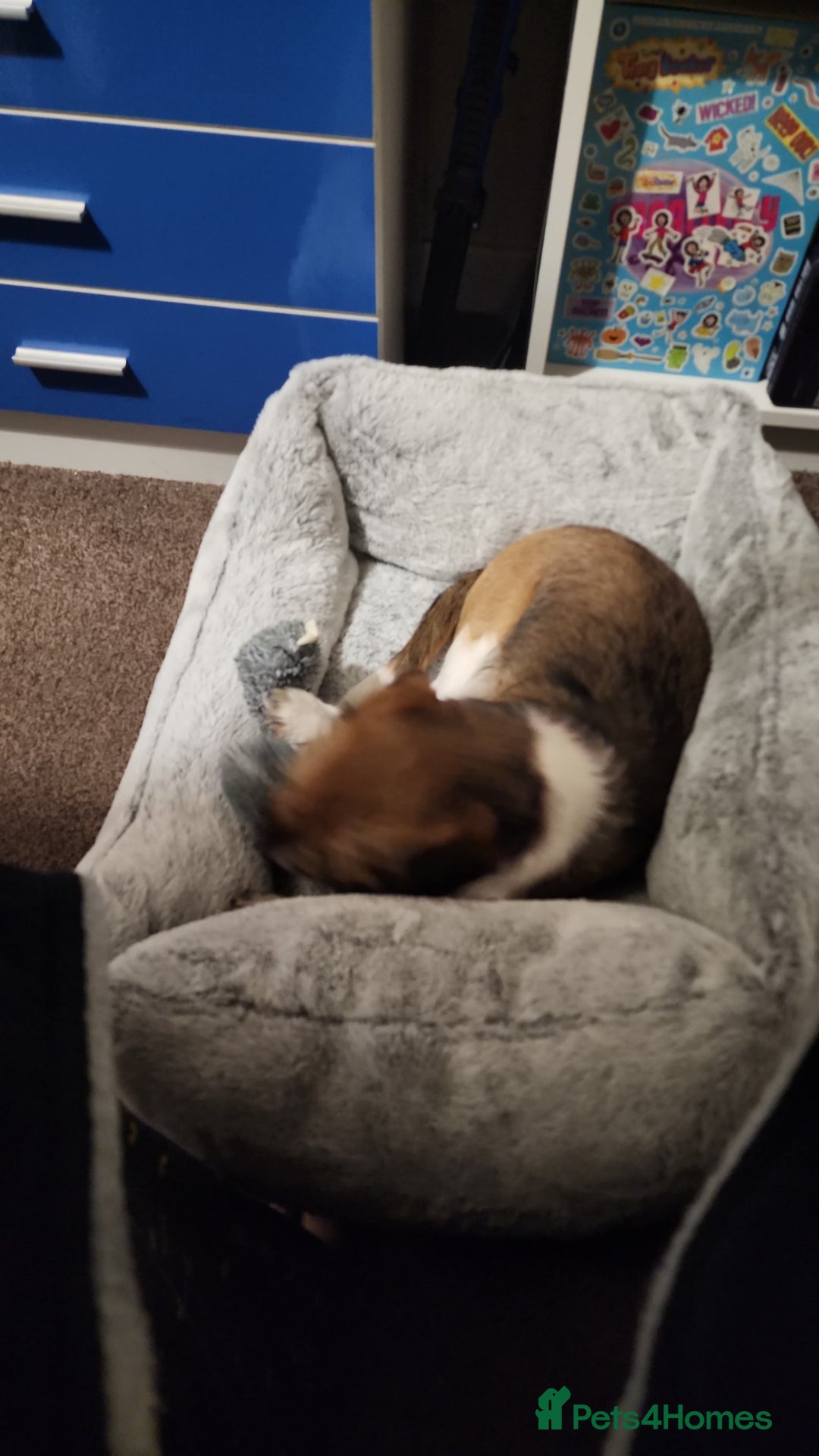 Mixed Breed dogs for sale: Beautiful 5 month old shweenie. Shitzu/dachshund - Advert 4