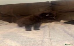 Mixed Breed cats for sale: 5 beautiful kittens mother part ragdoll - Image 5