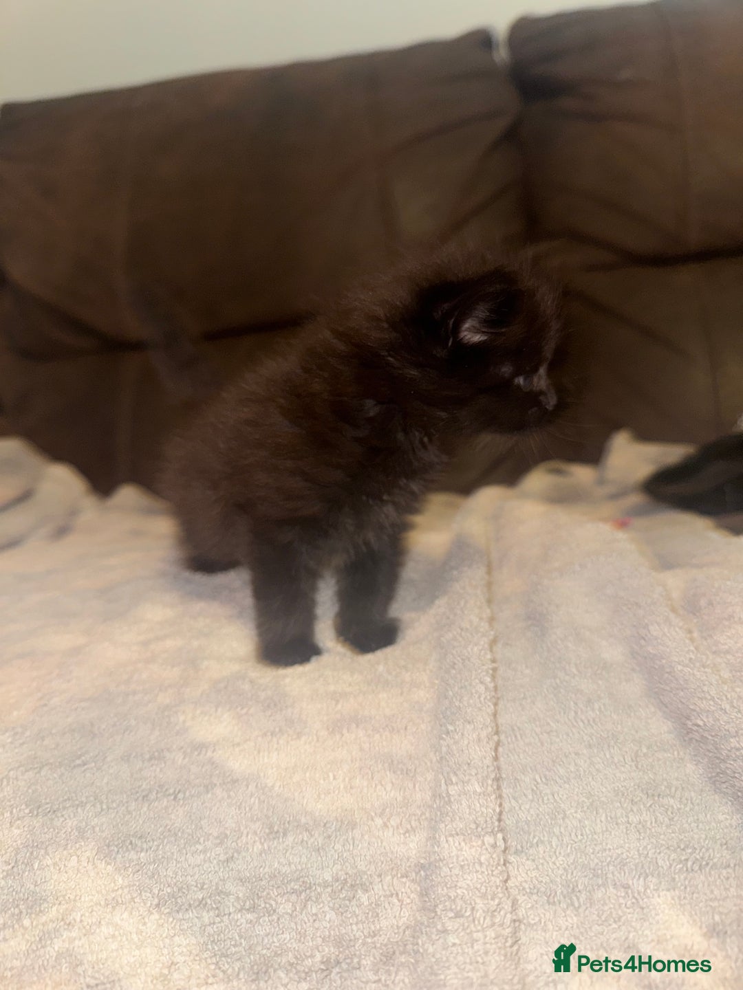 Mixed Breed cats for sale: 5 beautiful kittens mother part ragdoll - Image 5
