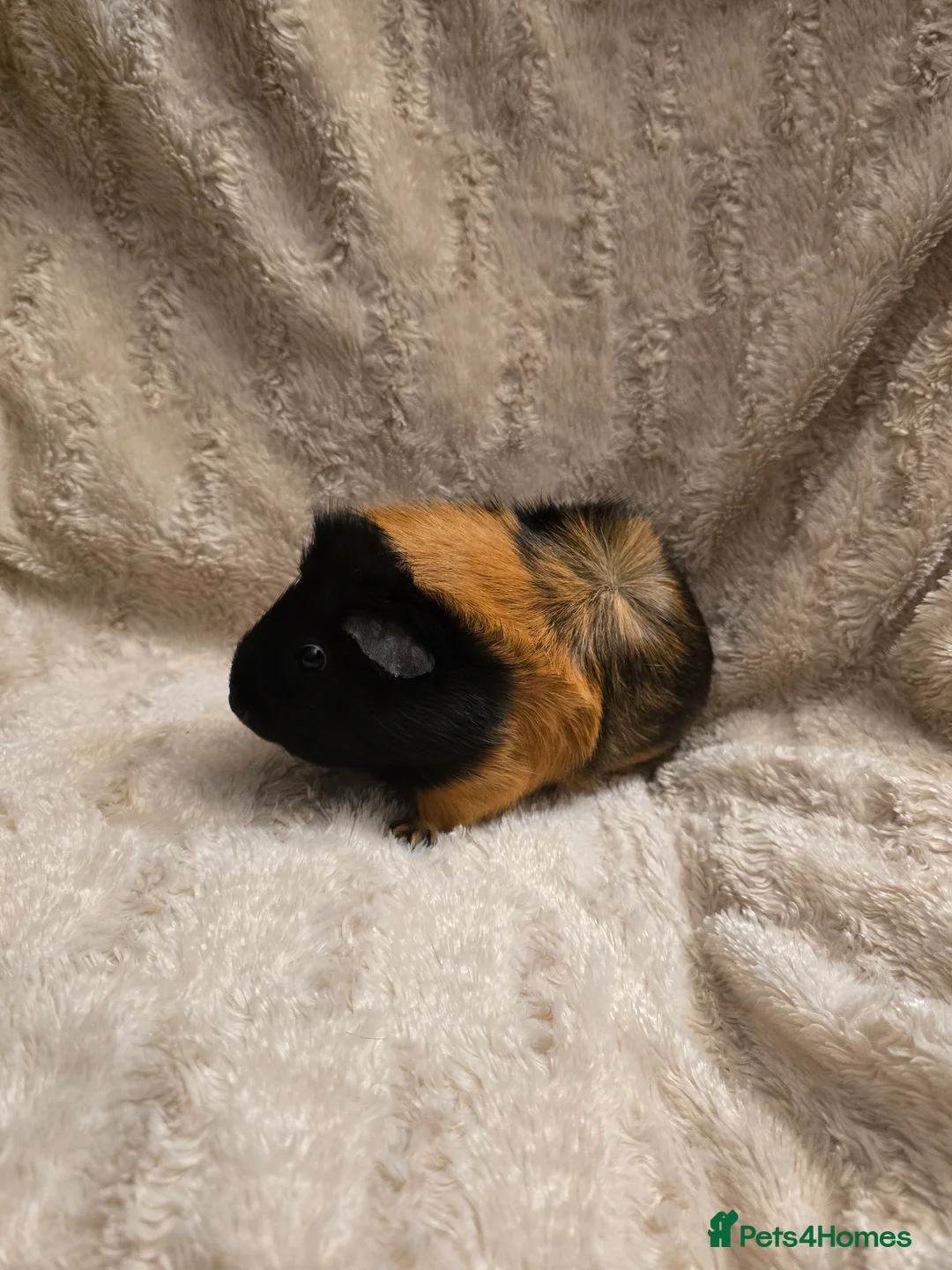 Guinea Pig rodents for sale: Lone Female Guinea - Advert 1