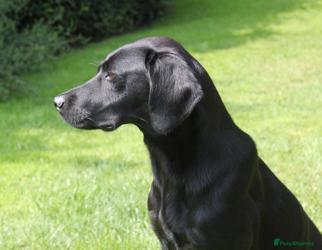 Labrador Retriever dogs for sale: FTCH SIRED LABRADOR PUPS - Image 4