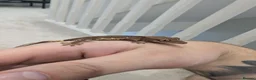 Gecko reptiles for sale: Lily White Phantom Crested Geckos  in Hook - Advert 9