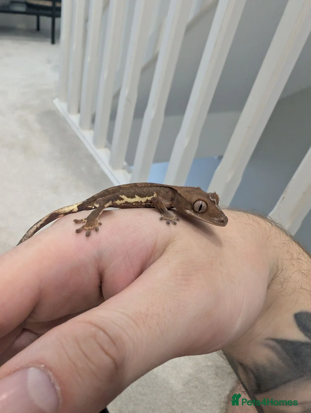 Gecko reptiles for sale: Lily White Phantom Crested Geckos  in Hook - Advert 9