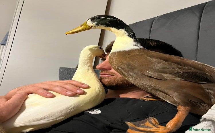 Ducks poultry A female hen and male drake Indian runner ducks. - Advert 1