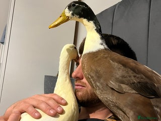 Ducks poultry A female hen and male drake Indian runner ducks. - Advert 7