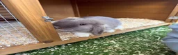 Mini Lop rabbits for sale: 2 x Mini Lops 4 months old  in Weymouth - Advert 3