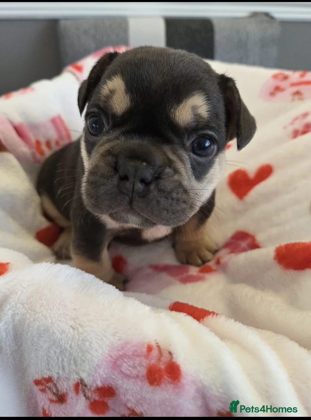 French Bulldog dogs for sale: Beautiful Frenchie puppies - Advert 30