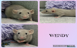 Rat rodents for sale: 4 female, 2 male dumbo rats and cages  - Image 3