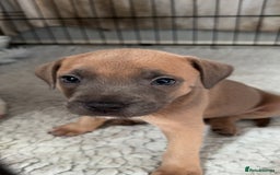 Staffordshire Bull Terrier dogs for sale: 1 puppy left Outstanding dual breeding  - Image 20