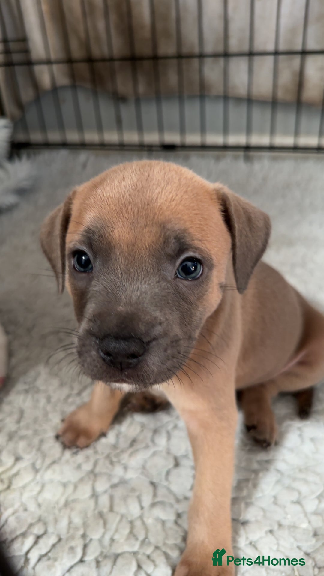Staffordshire Bull Terrier dogs for sale: 1 puppy left Outstanding dual breeding  - Image 20