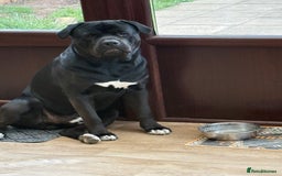 Mixed Breed dogs for sale: Rehoming our Kane boy - Image 3