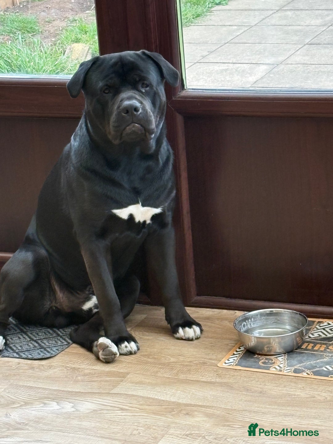 Mixed Breed dogs for sale: Rehoming our Kane boy - Image 3