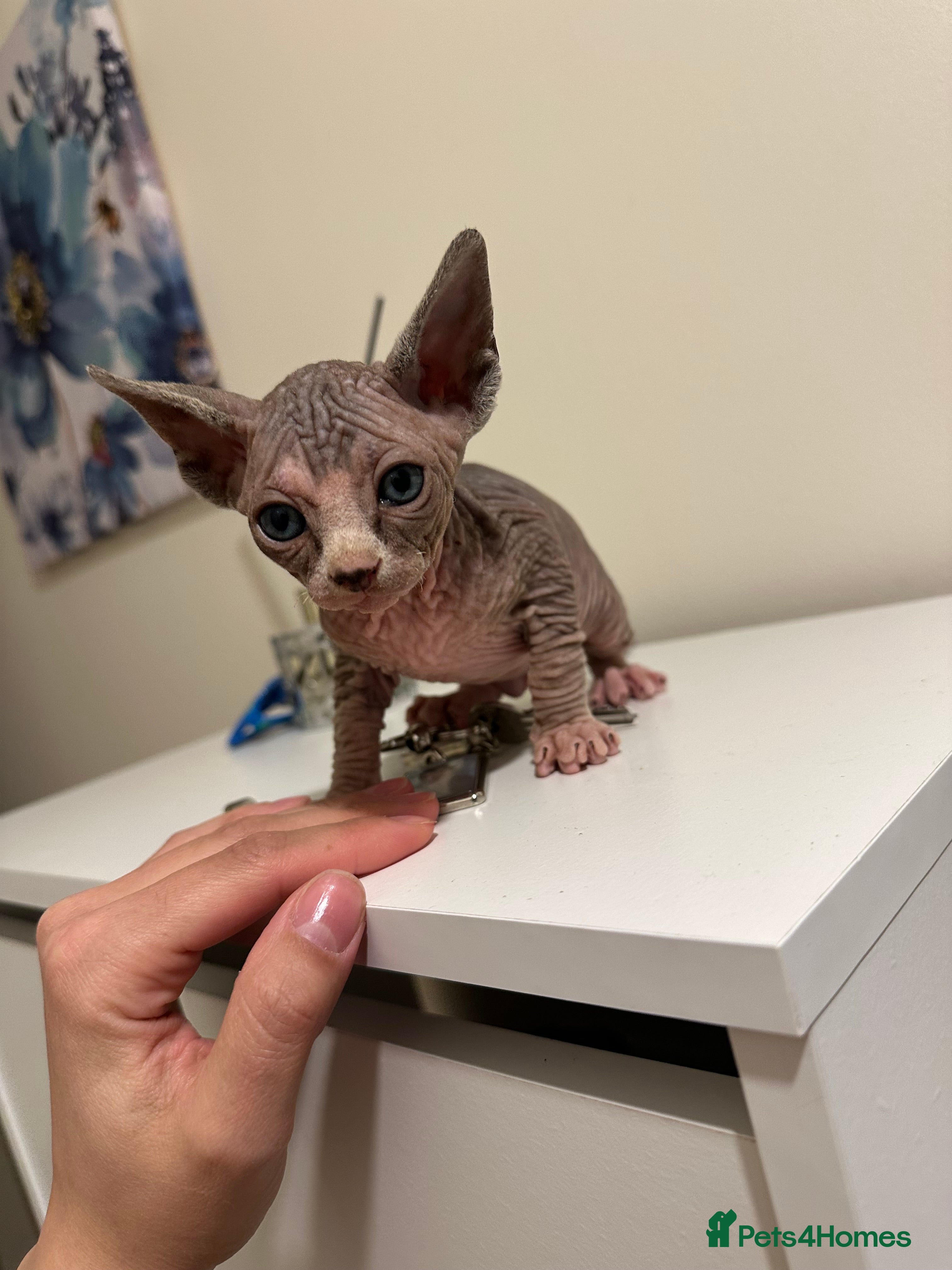 Sphynx cats beautiful Sphynx babies - Advert 11