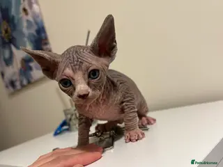 Sphynx cats beautiful Sphynx babies - Advert 11