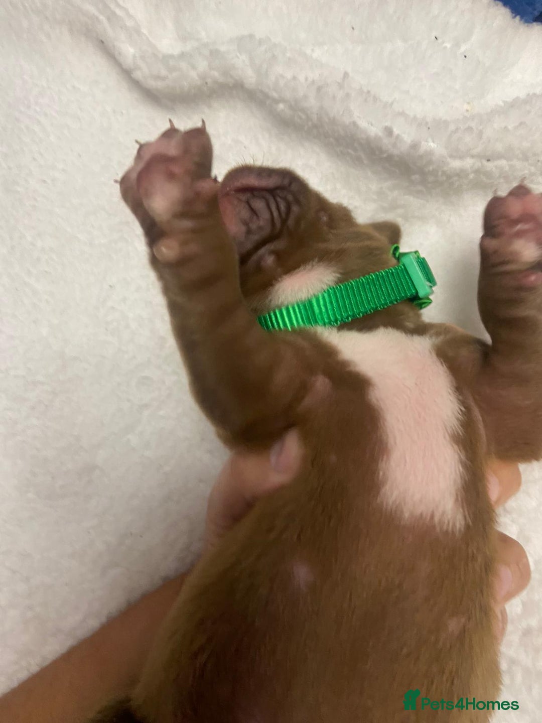 Mixed Breed dogs for sale: Dogue de bordeaux x staff puppies  - Image 19