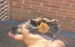 Guinea Pig rodents for sale: Pretty baby Guineapigs  in Chelmsford - Image 1