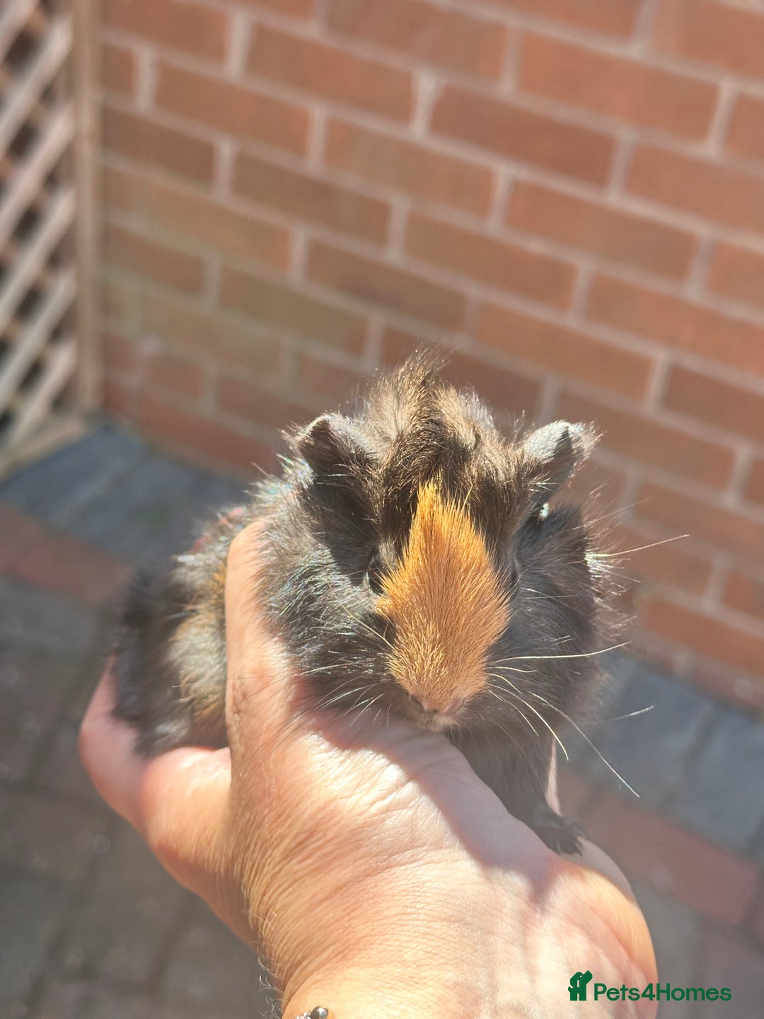 Guinea Pig rodents for sale: Pretty baby Guineapigs  in Chelmsford - Image 1