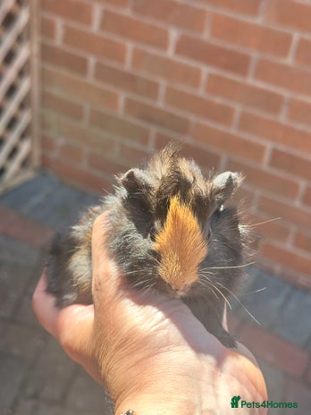 Guinea Pig rodents in Chelmsford - Advert 15