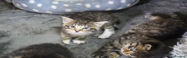 Mixed Breed Kitten 2