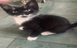 Mixed Breed cats for sale: Little ones are looking for home - Image 17