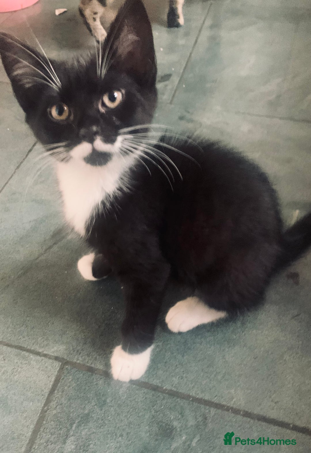 Mixed Breed cats for sale: Little ones are looking for home - Image 17
