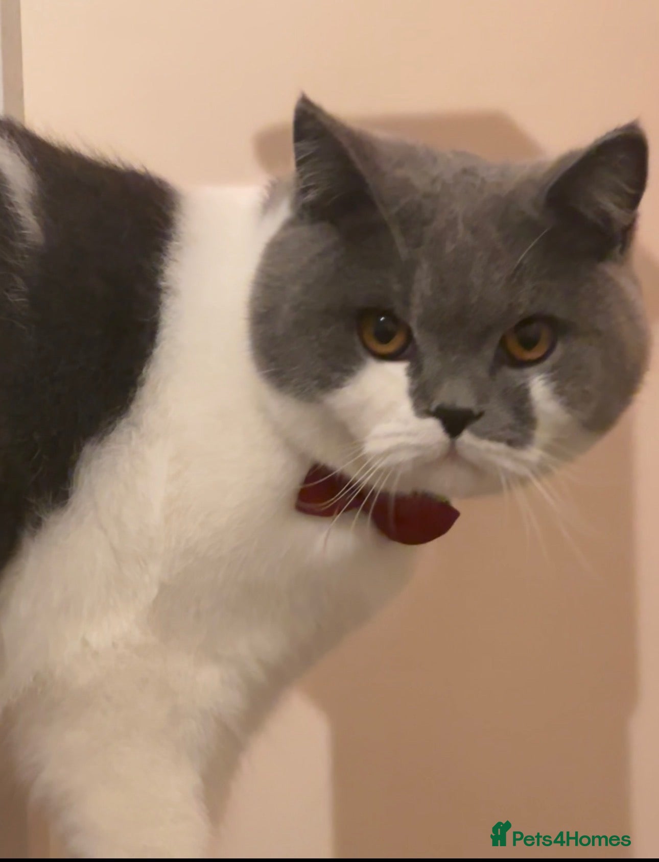British Shorthair cats Friendly Neutered Male Cat Looking for a Home ❤️ - Advert 1
