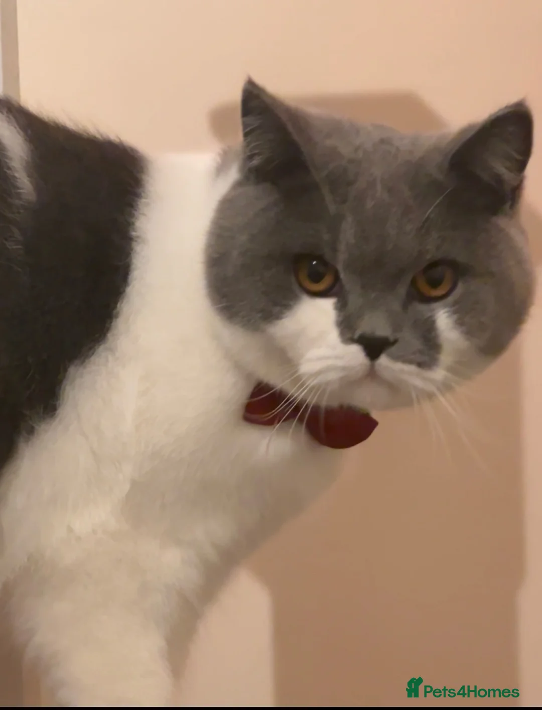 British Shorthair cats for sale: Friendly Neutered Male Cat Looking for a Home ❤️ in Lancaster - Advert 1