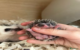 Pygmy Hedgehog rodents for sale: Gorgeous male blaze African Pygmy hedgehog - Image 4