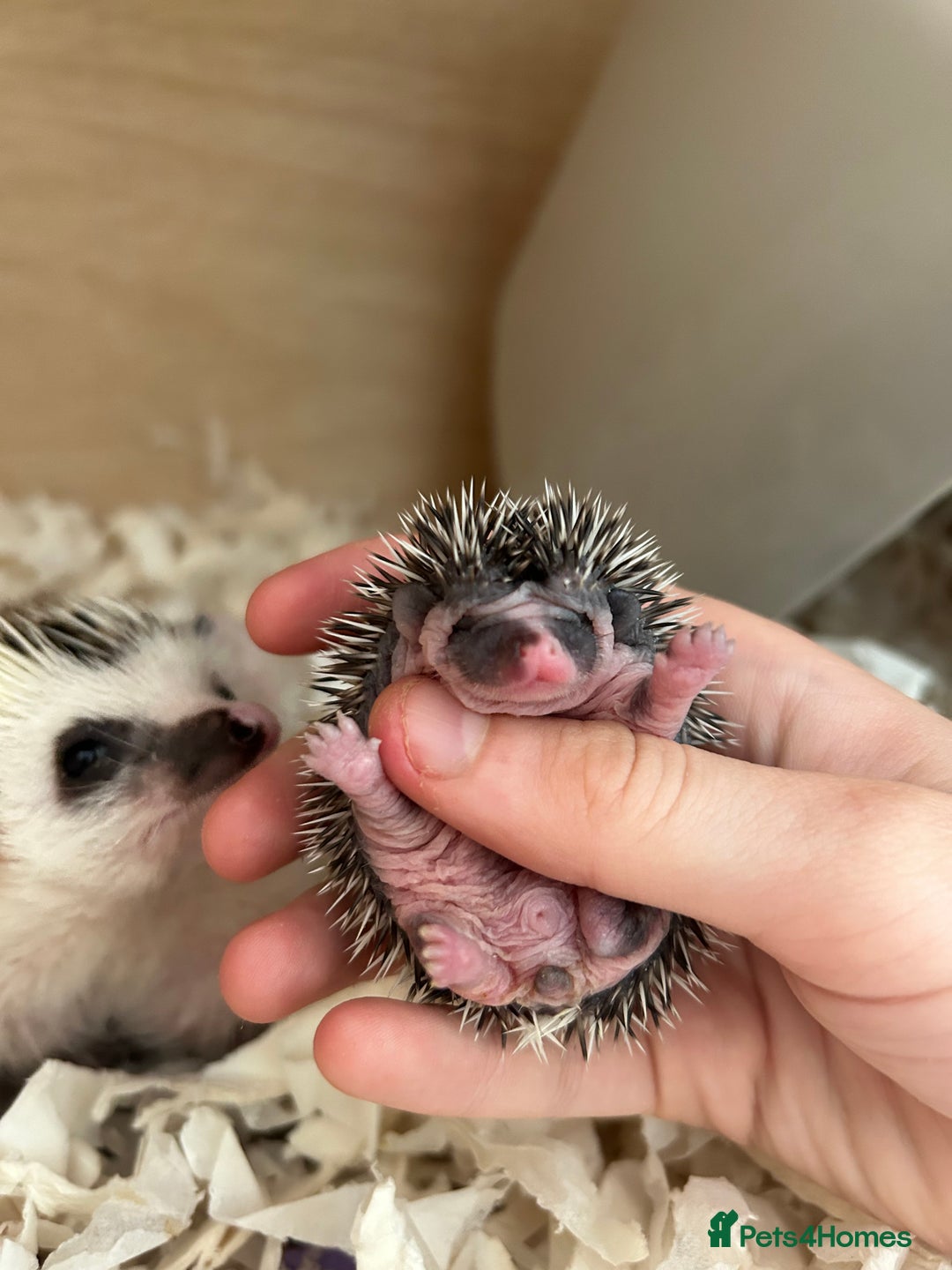 Pygmy Hedgehog rodents for sale: Gorgeous male blaze African Pygmy hedgehog - Image 4