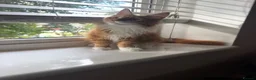 Maine Coon cats for sale: BEAUTIFUL BOY MAINE COON AVAILABLE  - Advert 12