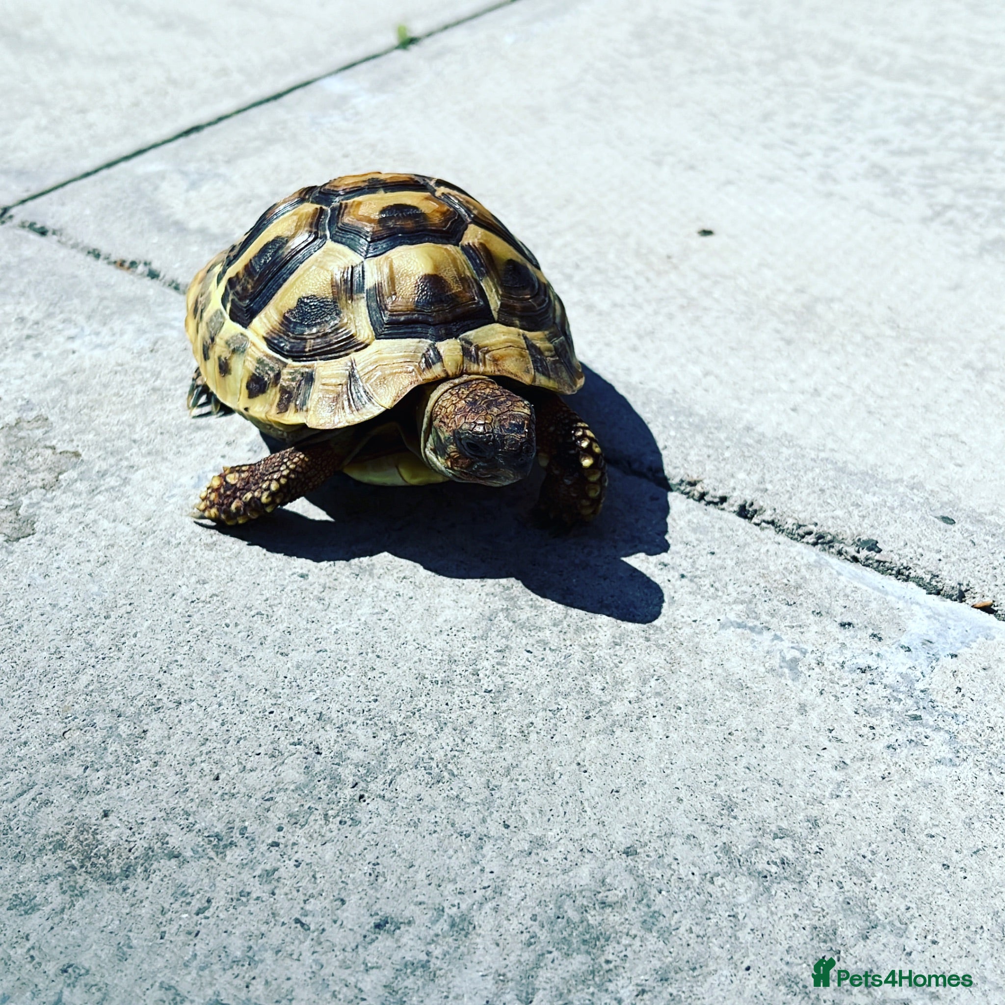 Hermann Tortoise reptiles Beautiful female Herman's tortoise  - Advert 1