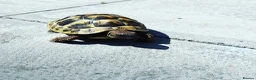 Hermann Tortoise reptiles for sale: Beautiful female Herman's tortoise  - Advert 1