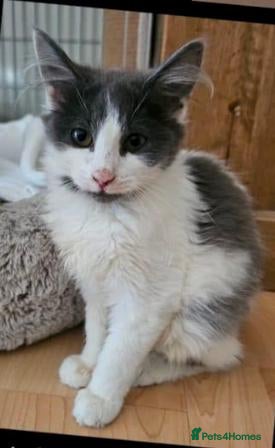 Mixed Breed cats Bonded pair Cody and Chloe looking for a home - Advert 2