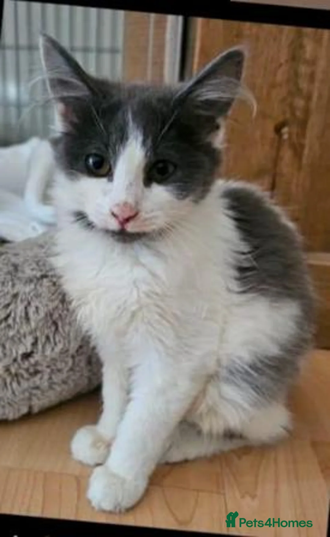 Mixed Breed cats for adoption: Bonded pair Cody and Chloe looking for a home in Hook - Advert 1