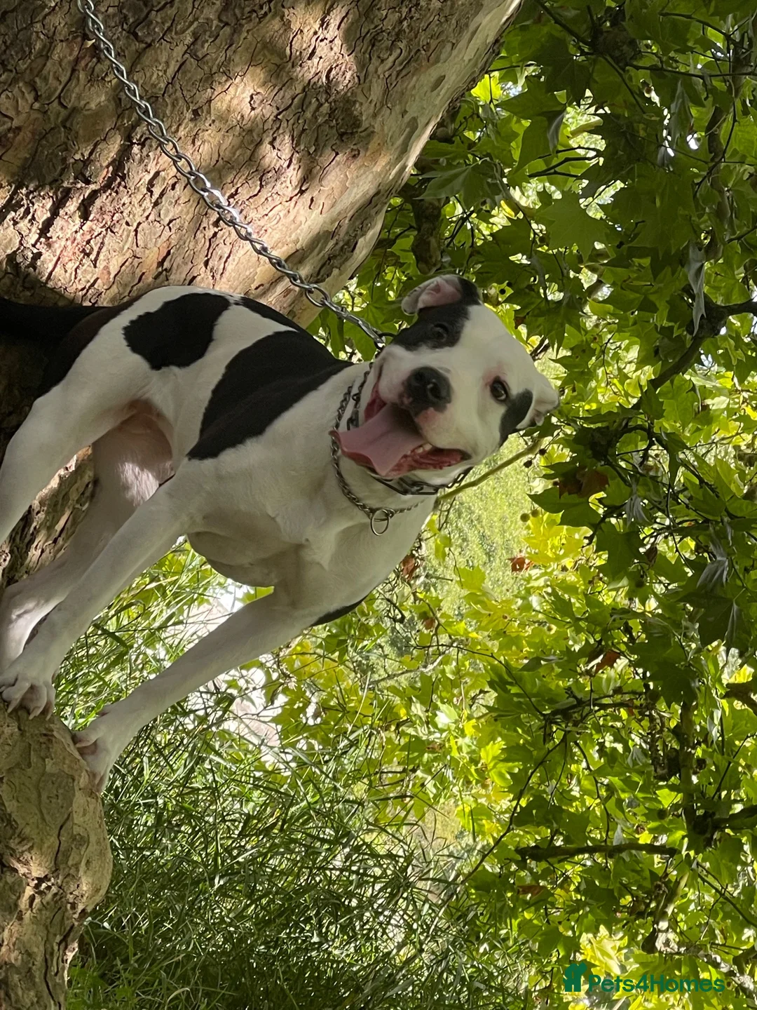 Staffordshire Bull Terrier dogs for sale: Miss Paris (papi)  - Advert 3