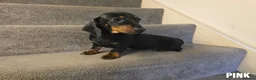 Miniature Dachshund dogs for sale: 3 Beautiful Girl Mini Dachshund - FULL Vaccinated in Manchester - Advert 5