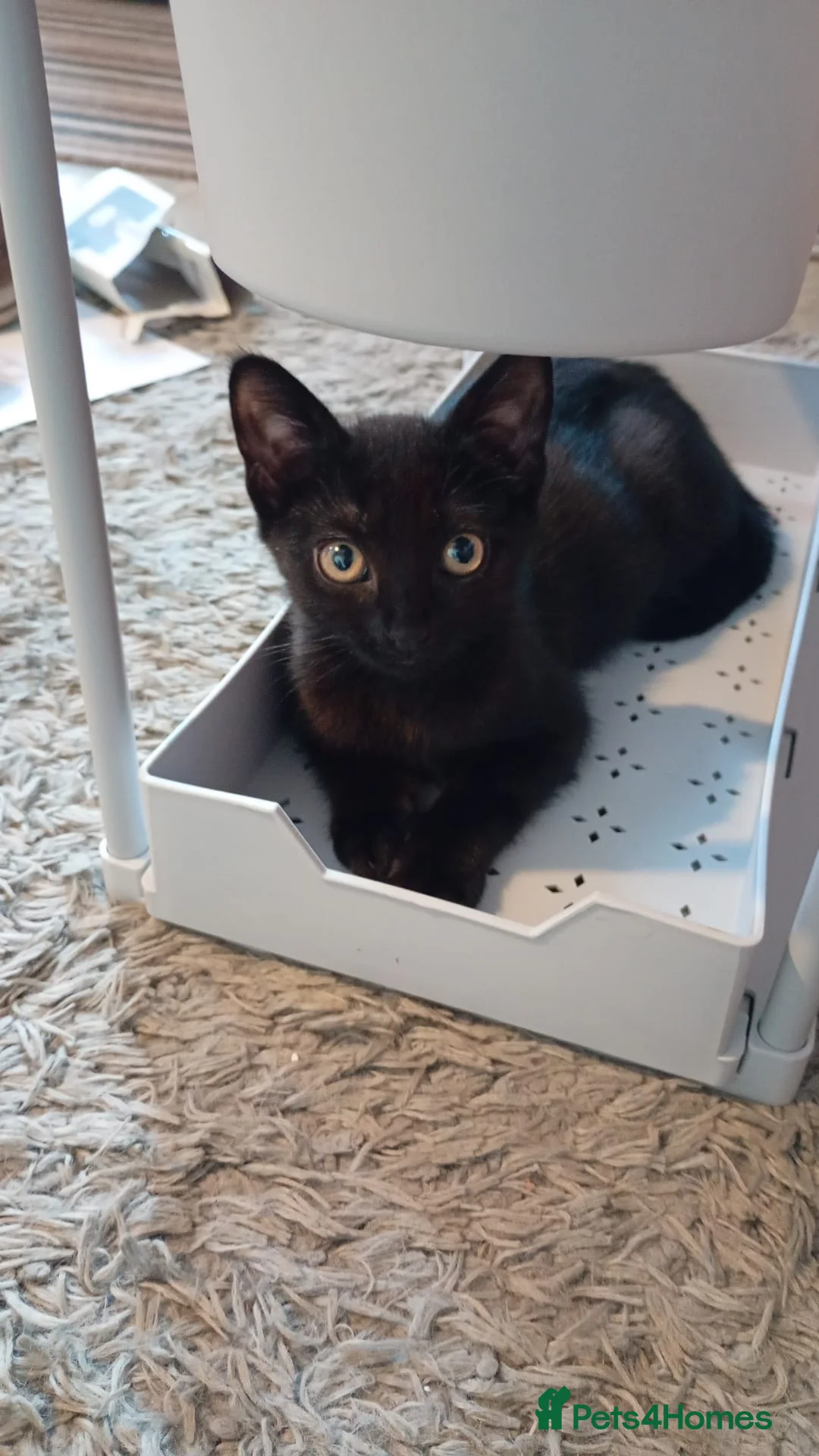 British Shorthair cats for sale: Cute cuddle female for a good home  - Advert 1