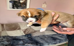 Mixed Breed dogs for sale: Cane corso x rottie - Image 16