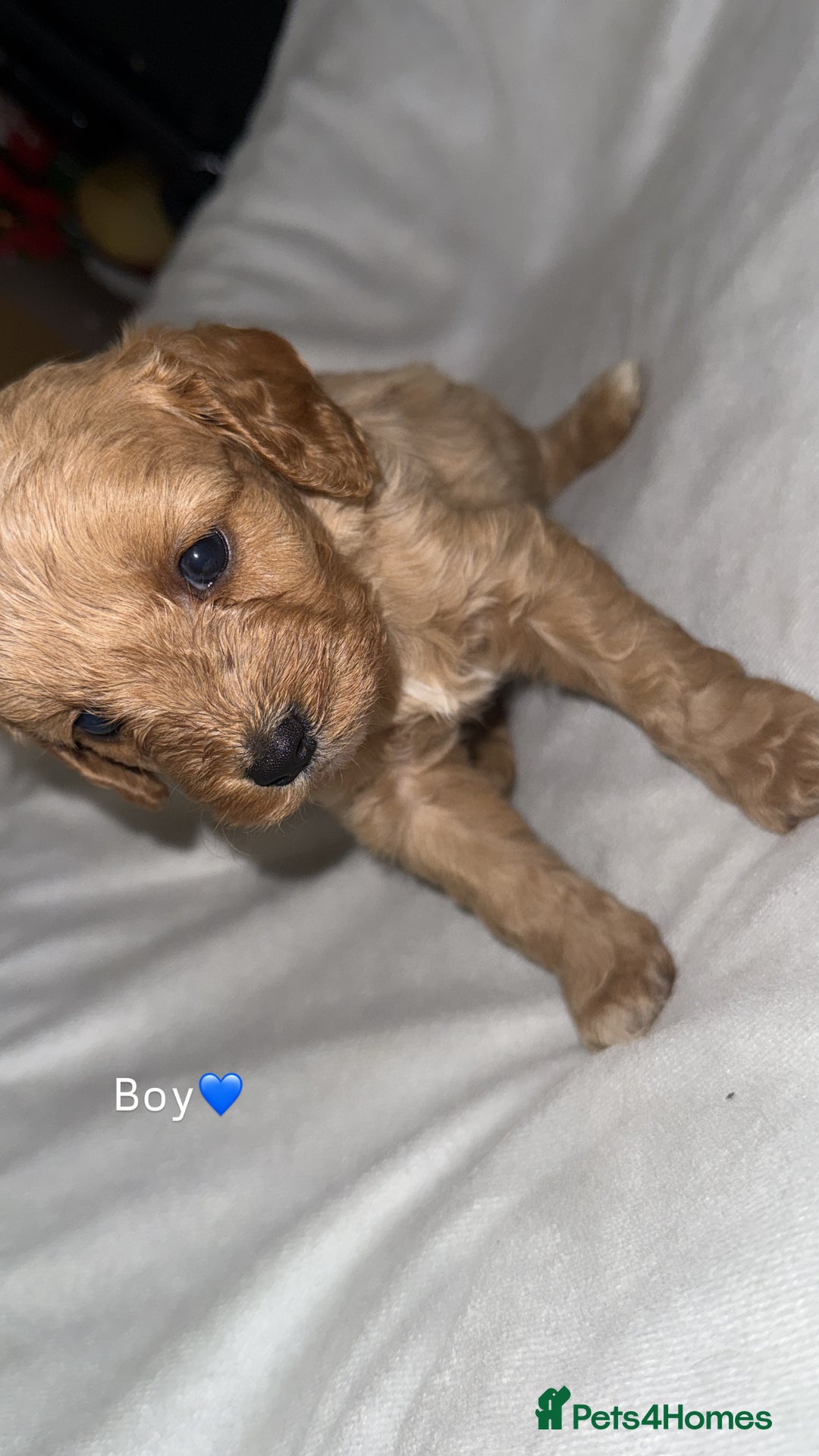 Cavapoo dogs for sale: Cavapoo - Image 2